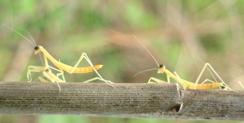 孵化したカマキリの幼虫