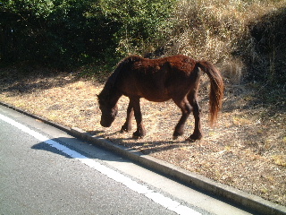 開聞山麓のトカラウマ