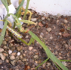 カマキリのカバマダラ幼虫捕食1