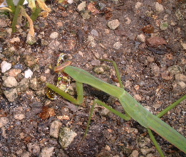 カマキリのカバマダラ幼虫捕食2